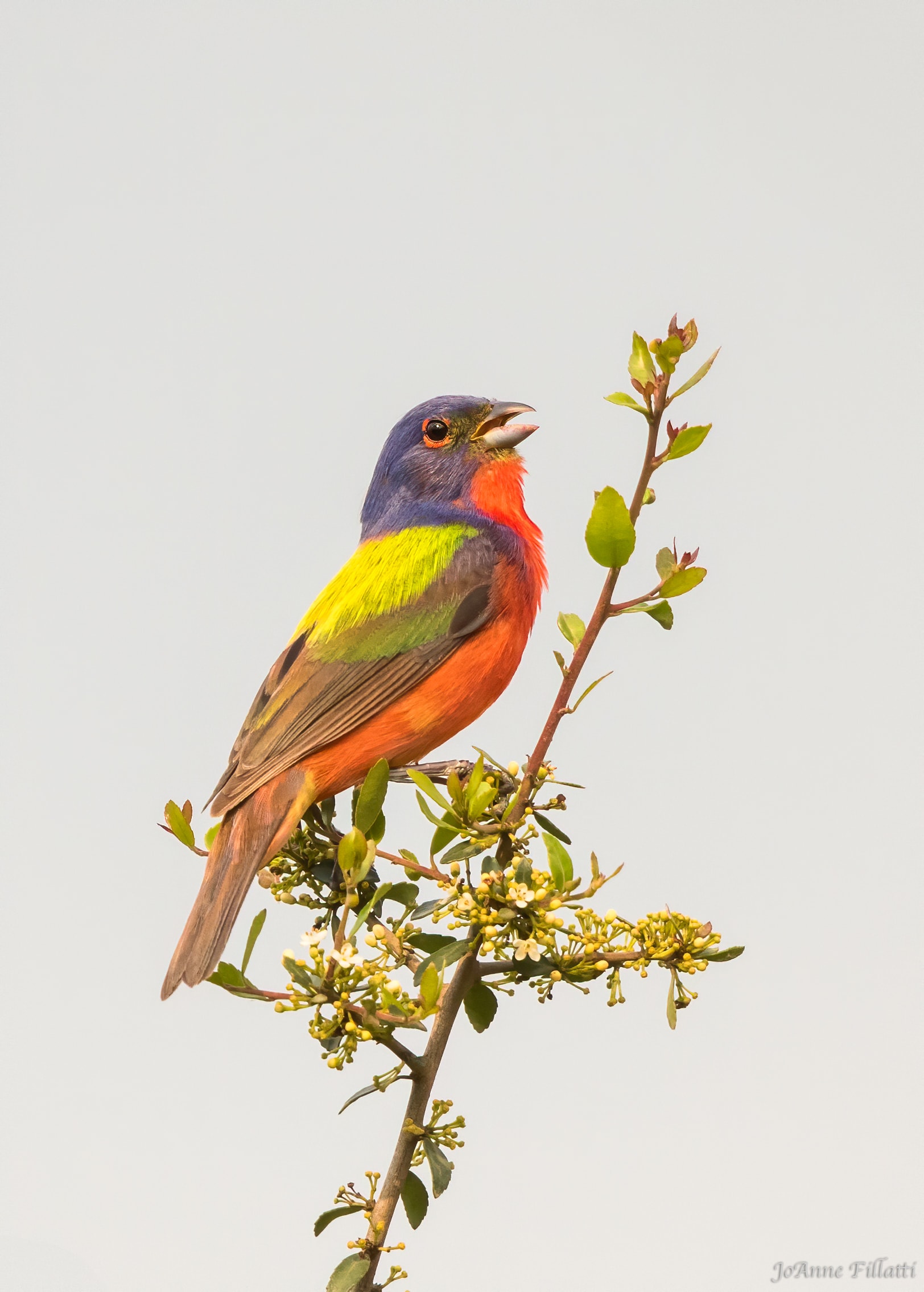 bird of texas image 13